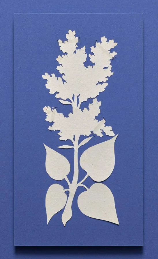 Lilac, detail