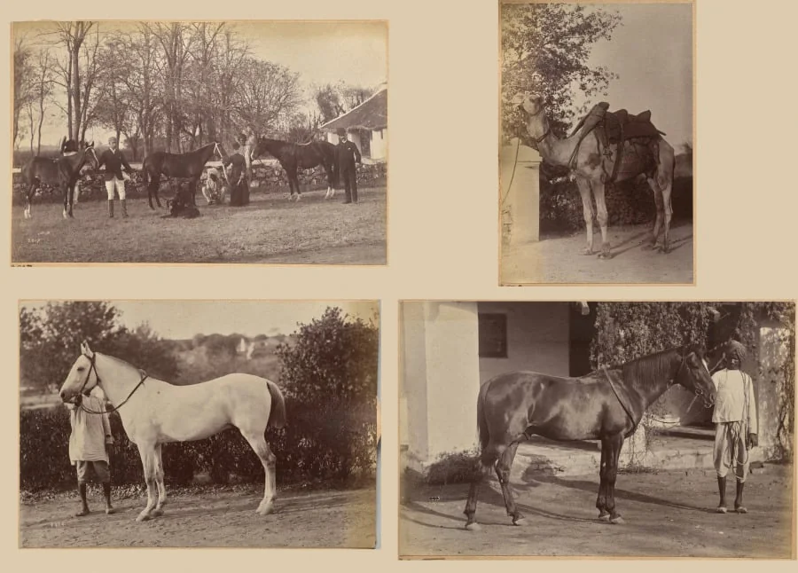 Captain Brown's horses, Jhansi (recto, top); Captain Bailward's horses (recto, bottom); Captain Bailward's camel (verso, left); Captain Bailward's horse, Jhanso (verso, right), detail