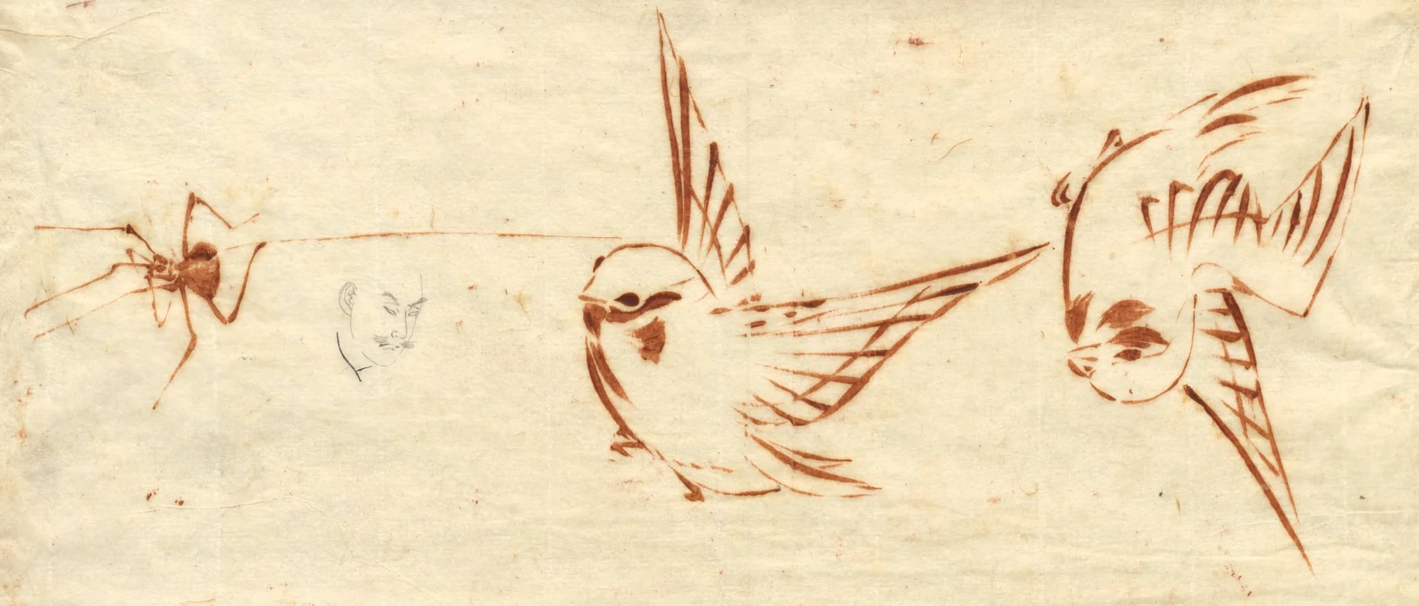Sketch Page with Birds and Spider, detail