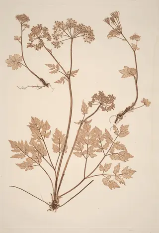 Chaerophyllum hirsistum, by Constetin von Ettinghausen, ink, 1856