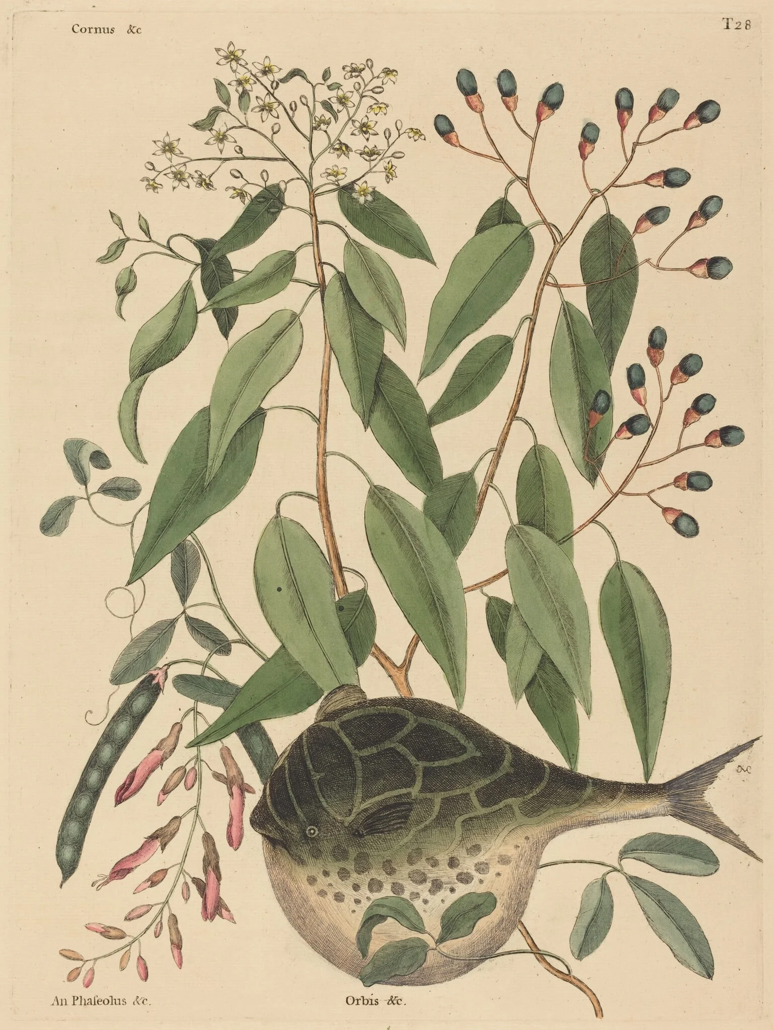 The Globe Fish (Tetrodon lagocephalus), detail