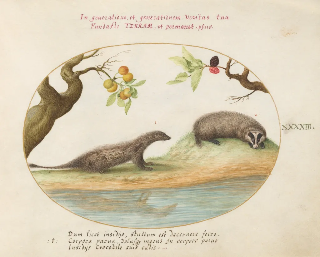 Plate 43: Mongoose and Badger with Fruit Trees, by Joris Hoefnagel, gouache, 1594