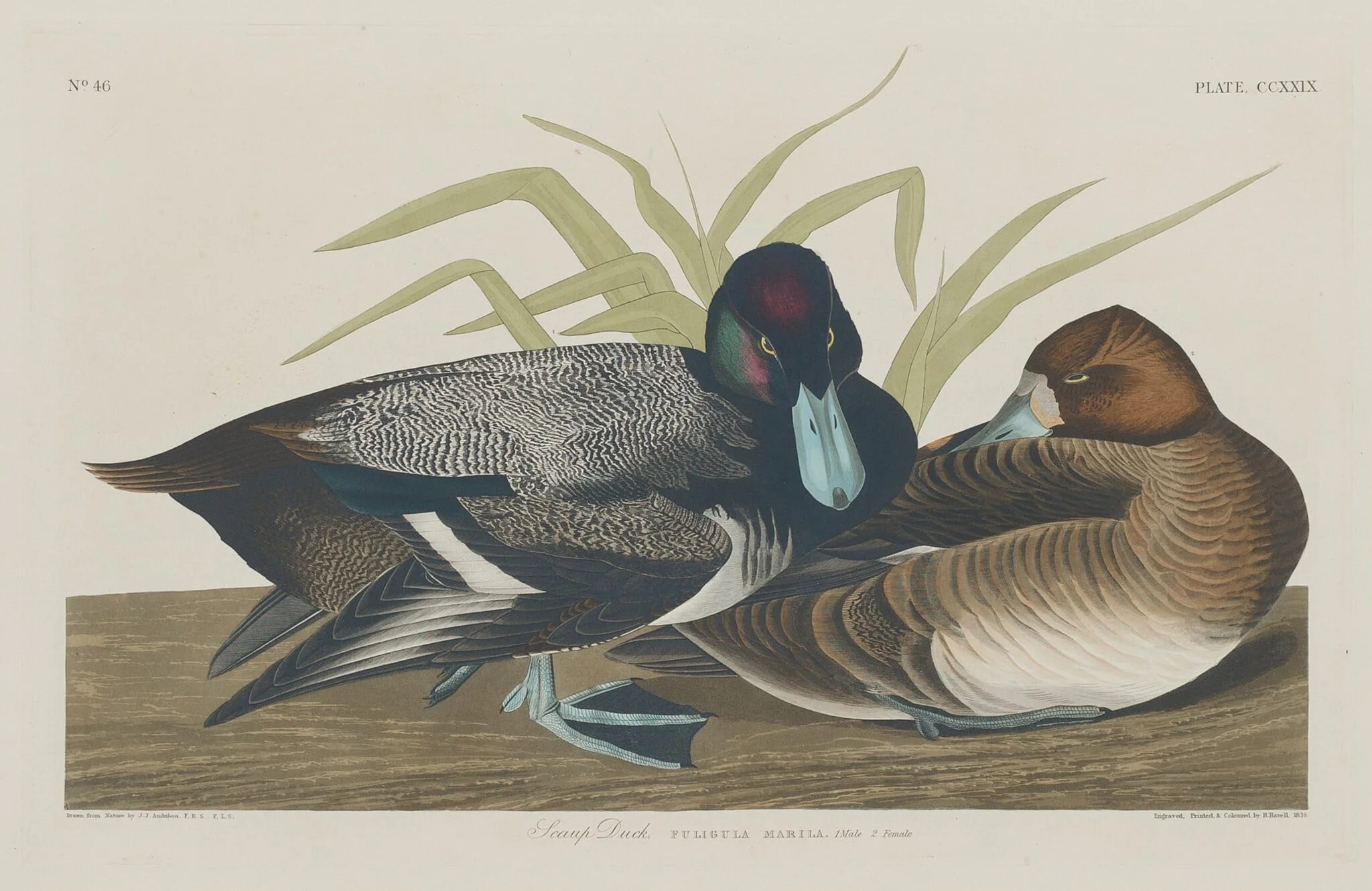 Scaup Duck, detail