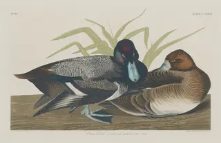 Scaup Duck, by Havell, Jr., Robert, ink, 1834