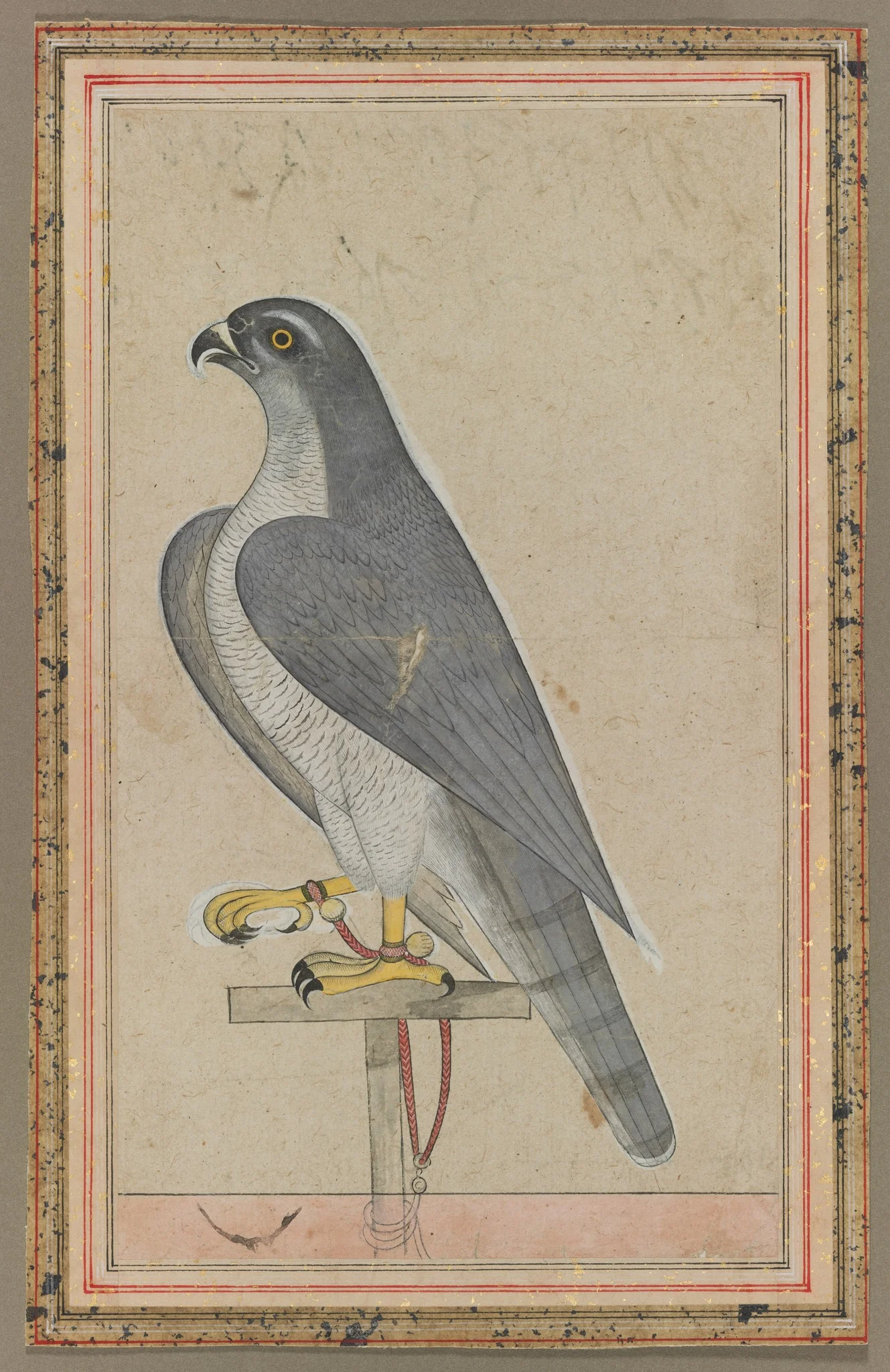 Falcon, detail