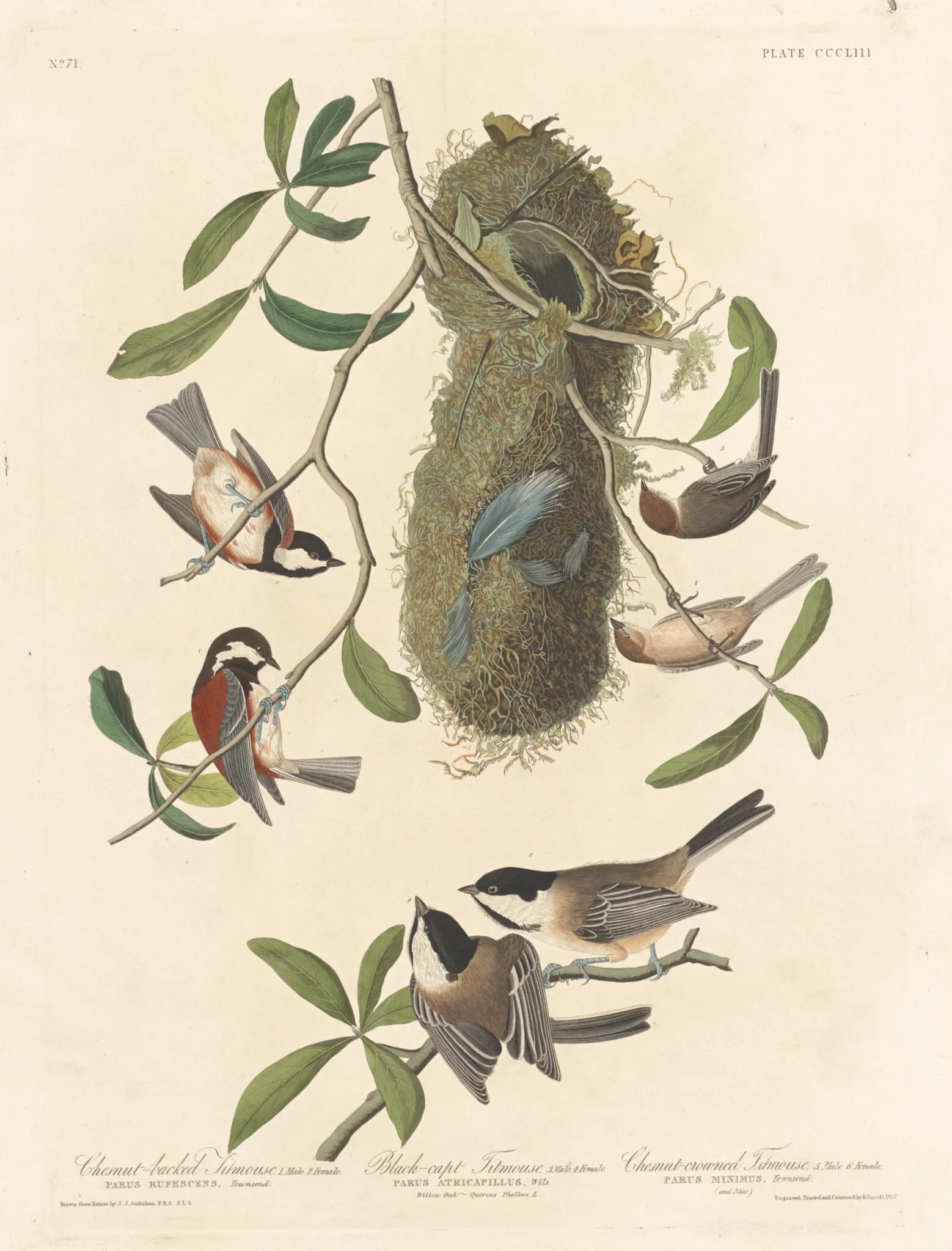 Chestnut-backed Titmouse, Black-capped Titmouse and Chestnut-crowned Titmouse, detail
