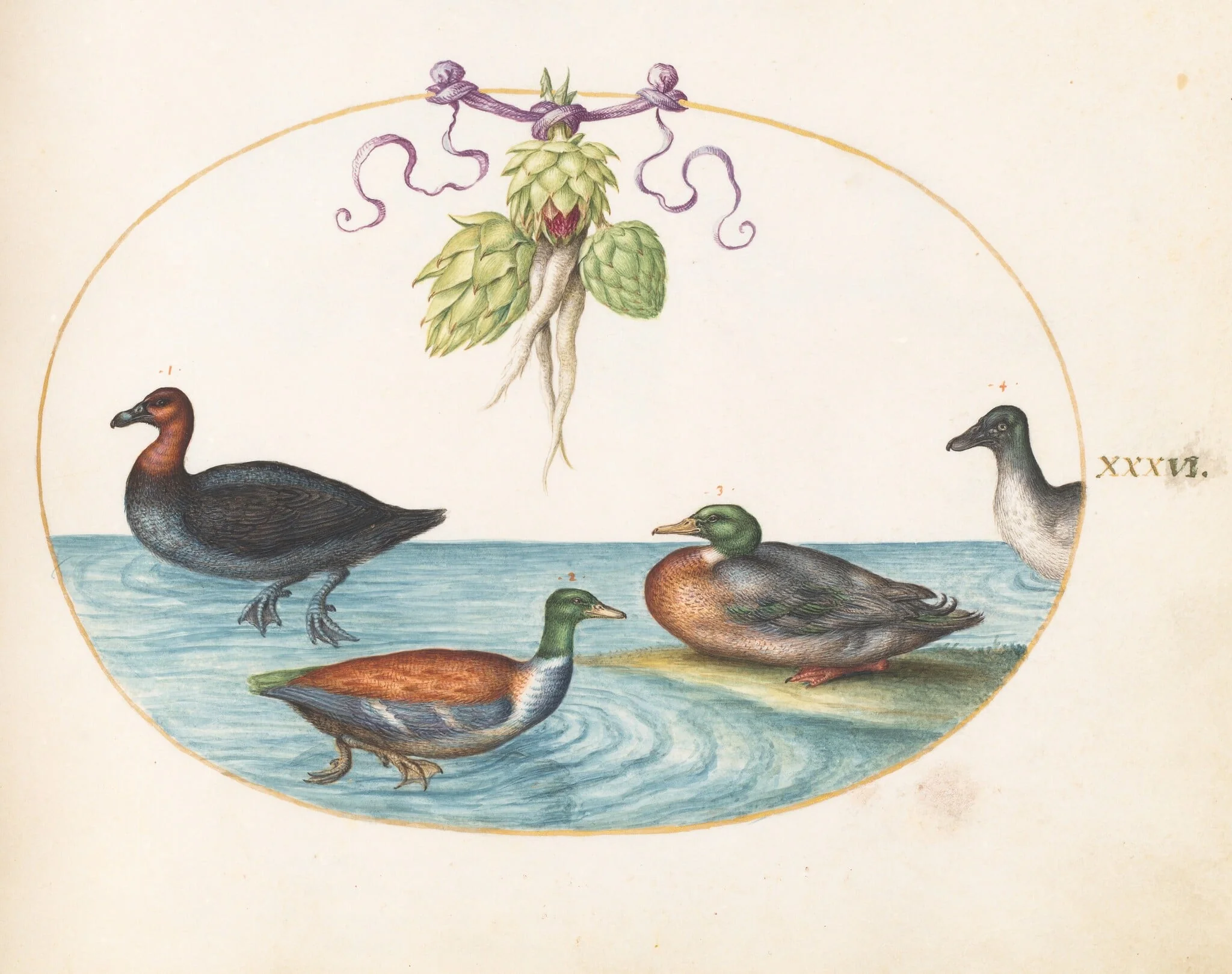Plate 36: Red-Breasted Merganser, Shoveler, and Mallard, and Duck with Artichokes, detail