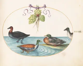 Plate 36: Red-Breasted Merganser, Shoveler, and Mallard, and Duck with Artichokes, by Joris Hoefnagel, gouache, 1594