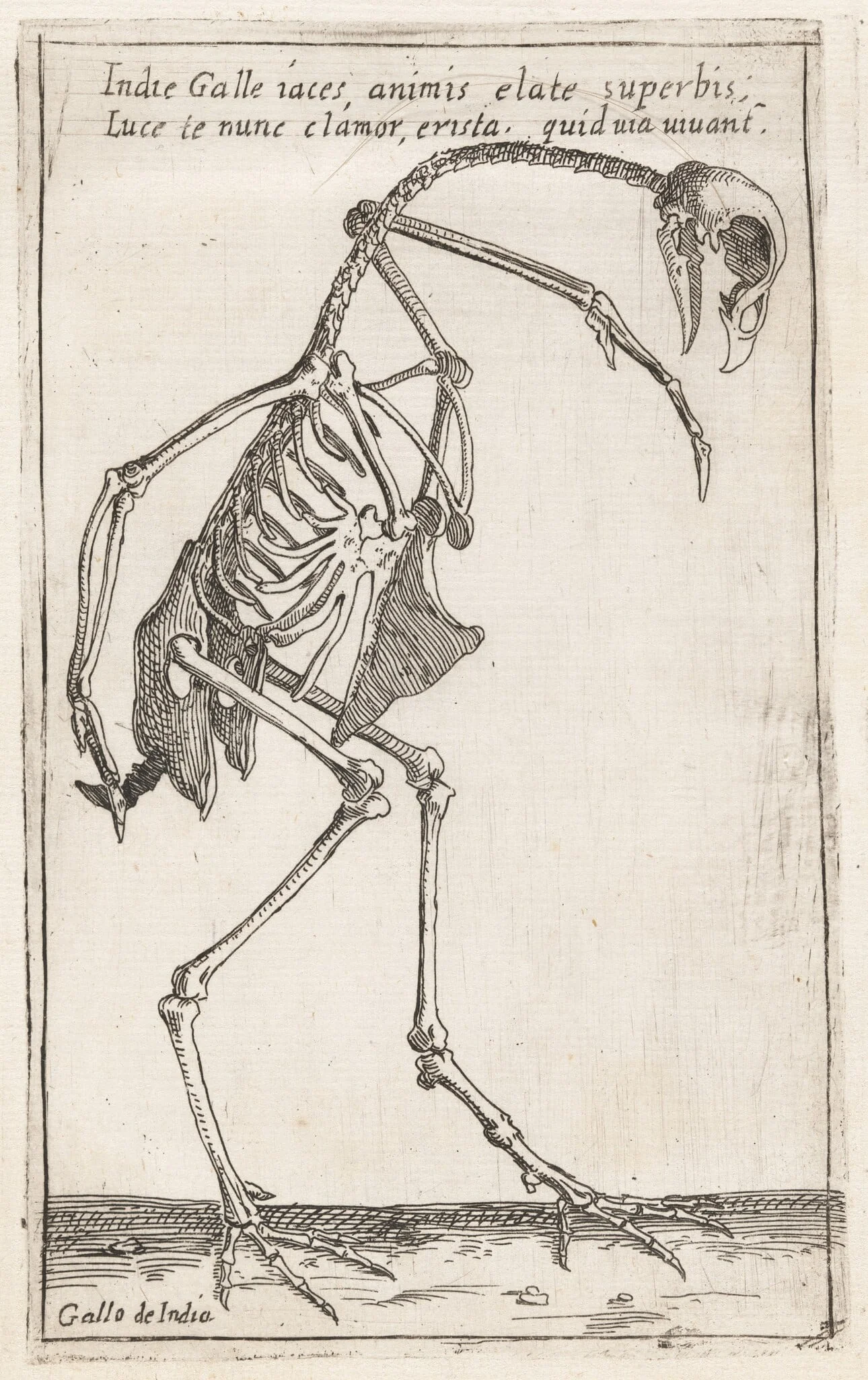 Skeleton of a Turkey, detail