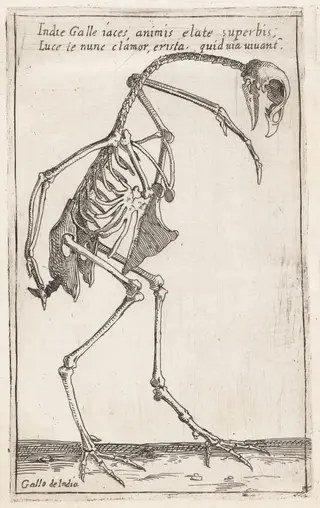 Skeleton of a Turkey, by Teodoro Filippo di Liagno, ink, 1620
