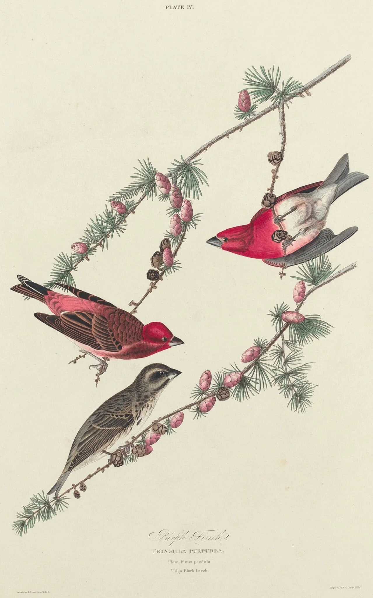 Purple Finch, detail