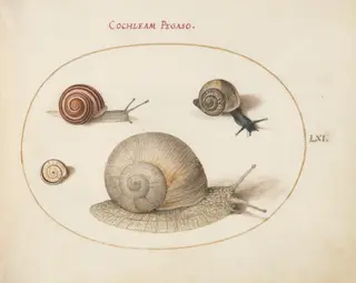 Plate 61: Four Snails, by Joris Hoefnagel, gouache, 1594