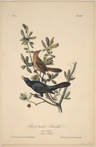 Boat-Tailed Grackle, by John T. Bowen, ink, 1840