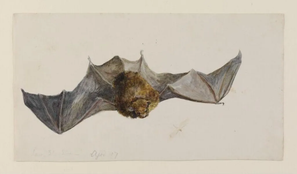 A bat seen from above, by Beatrix Potter, watercolor, 31
