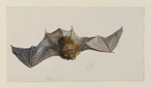 A bat seen from above, by Beatrix Potter