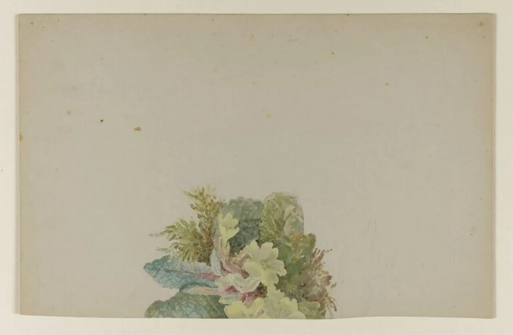 A cluster of primroses with leaves and moss, by Beatrix Potter, watercolor, 1850
