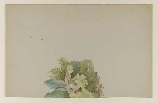 A cluster of primroses with leaves and moss, by Beatrix Potter
