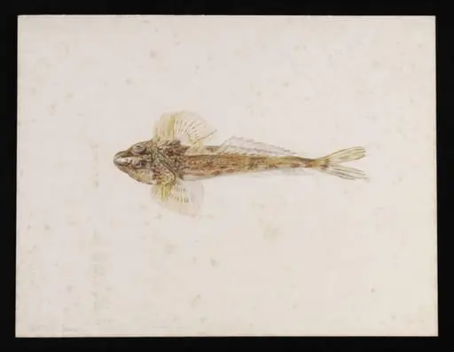 A dragonet (Callionymus lyra), by Beatrix Potter