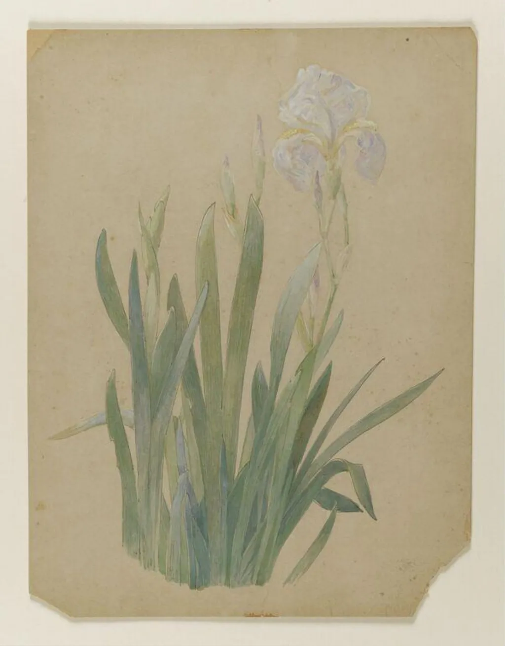 A group of irises, one in flower, by Beatrix Potter, watercolor, 1899