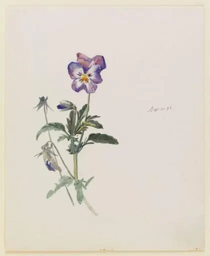 A pansy plant with buds, by Beatrix Potter
