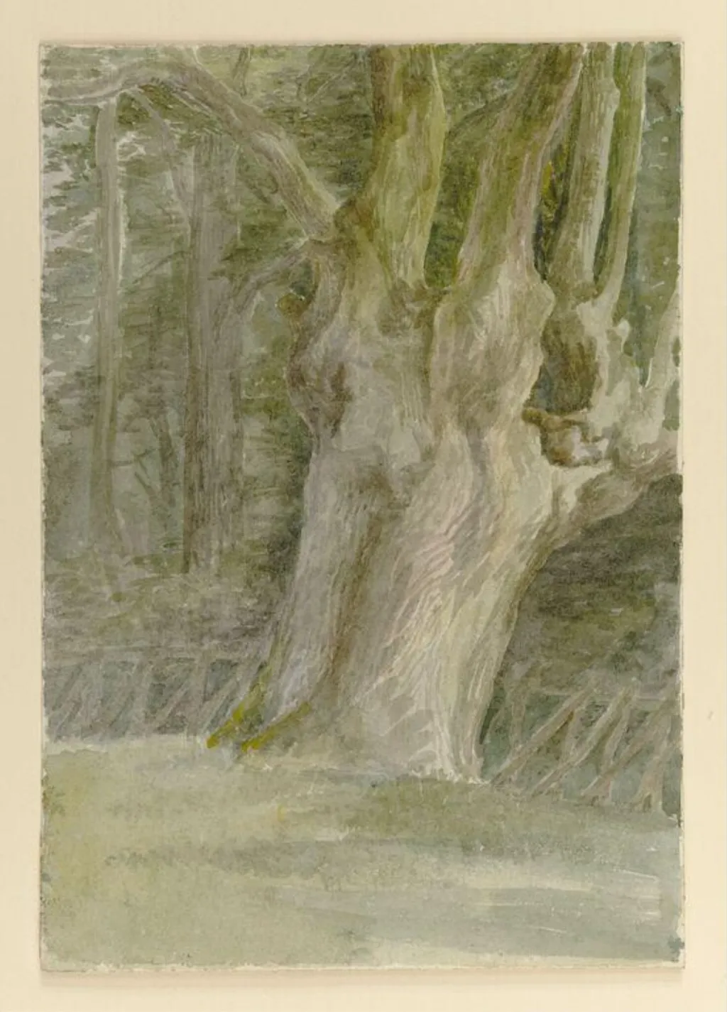 A tree trunk in a field at the edge of a wood, by Beatrix Potter, watercolor, 1850