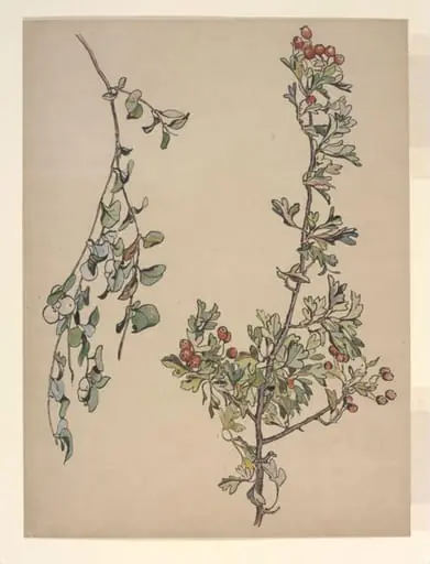 Autumn berries, by Beatrix Potter