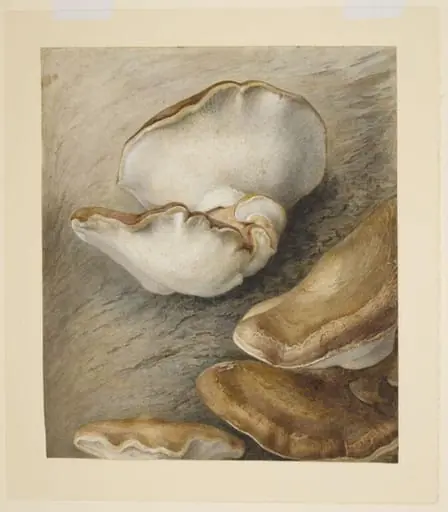 Birch tree fungus (Piptoporus betulinus) on a tree trunk, by Beatrix Potter