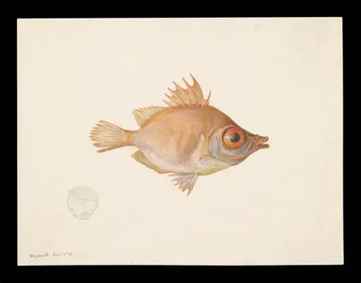 Boar fish, by Beatrix Potter
