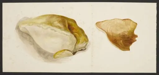 Bracket fungus; a section of oak tree polypore, by Beatrix Potter
