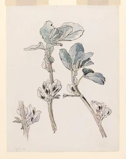 Broad bean in flower, by Beatrix Potter