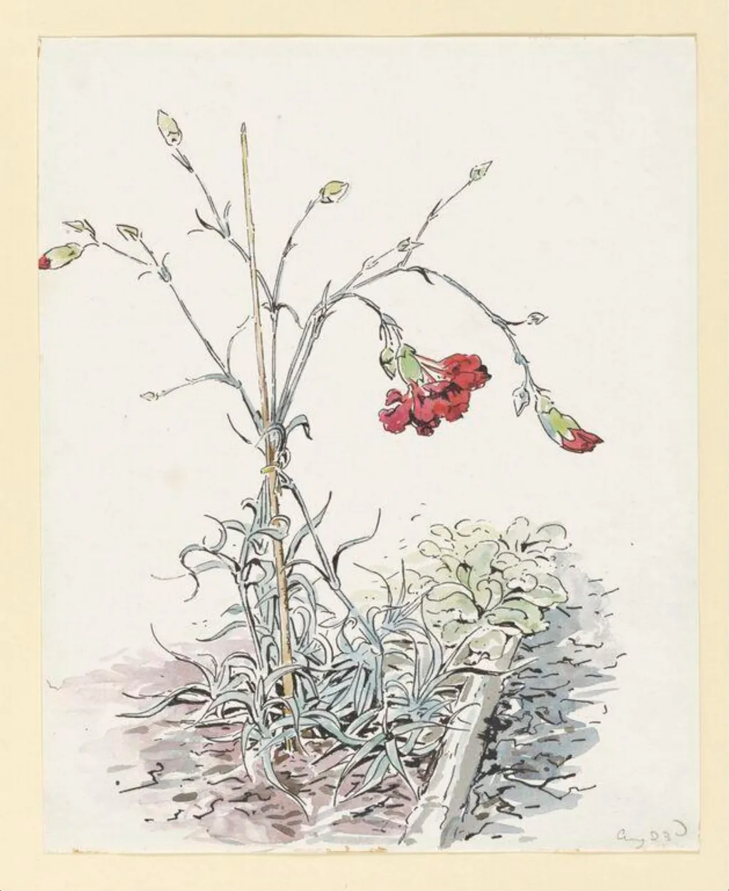 Carnations, by Beatrix Potter, watercolor, 16