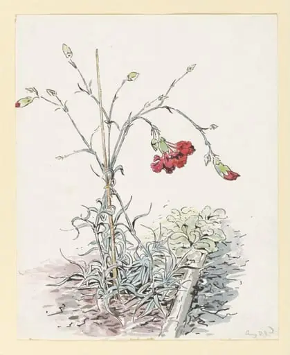 Carnations, by Beatrix Potter