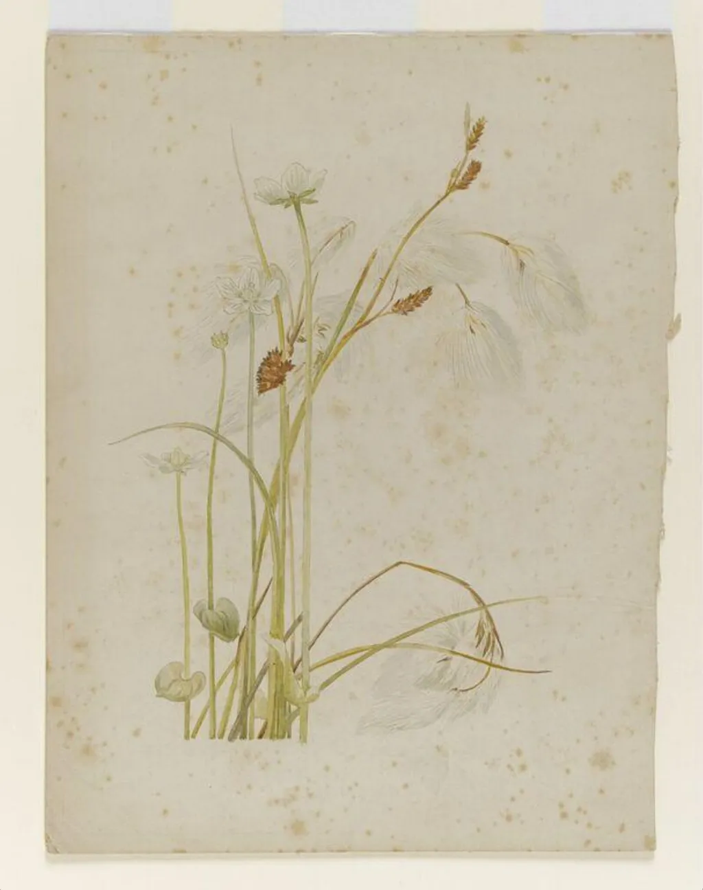 Cotton sedge with white wildflowers, by Beatrix Potter, watercolor, 1850