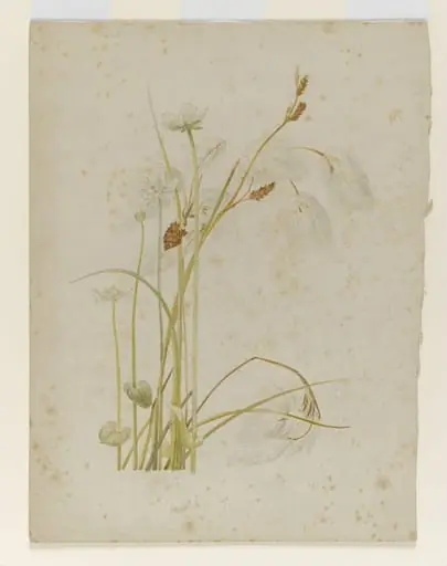 Cotton sedge with white wildflowers, by Beatrix Potter