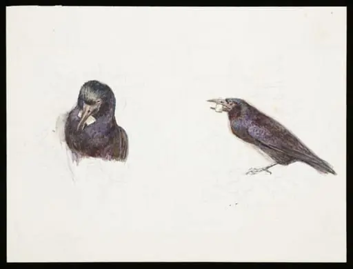 Crow with cheese in its beak, by Beatrix Potter