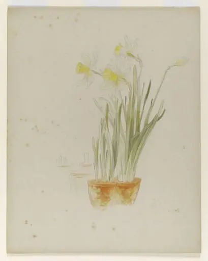 Daffodils and a bud in pots, by Beatrix Potter