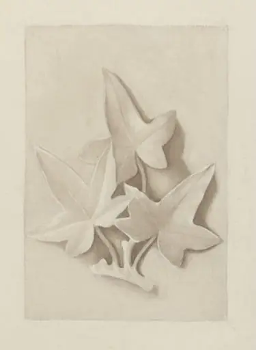 Drawing of a plaster cast featuring three ivy leaves, by Beatrix Potter
