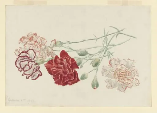 Drawing of laced carnations, by Beatrix Potter