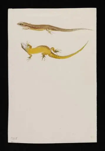 Drawings of common or viviparous lizard, by Beatrix Potter
