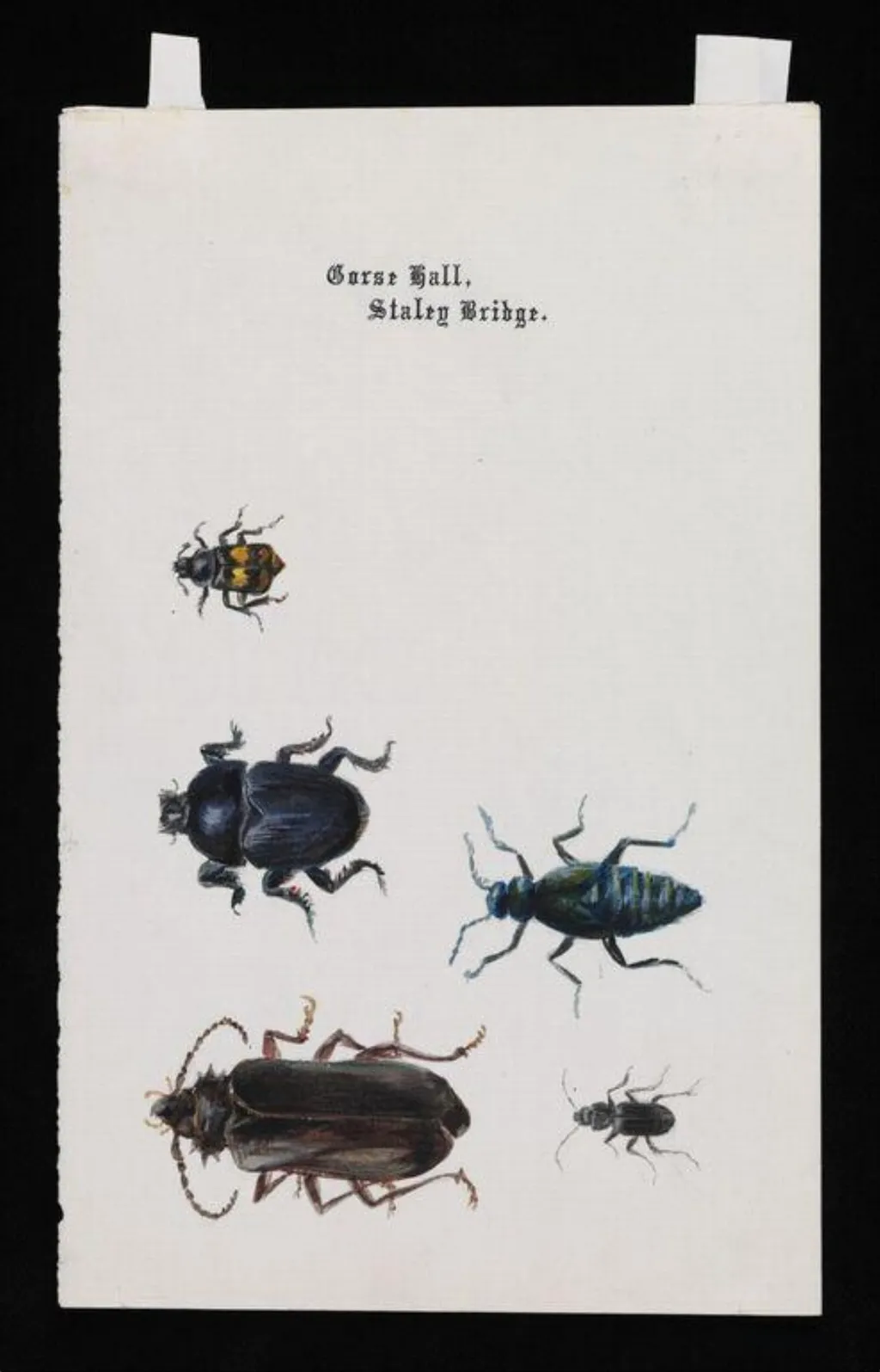 Five beetles, by Beatrix Potter, watercolor, 1884