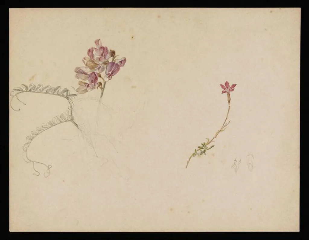 Flower studies; a flower similar to purple vetch and dianthus, by Beatrix Potter, watercolor, 12