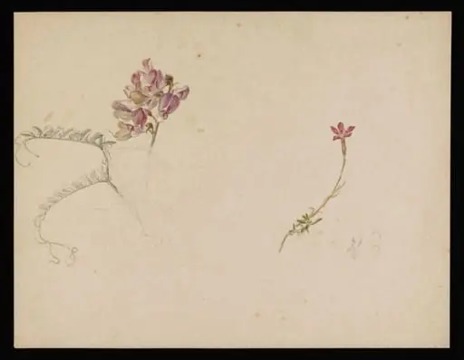 Flower studies; a flower similar to purple vetch and dianthus, by Beatrix Potter