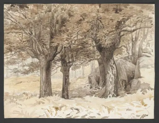 Forest scene with bracken and boulders, by Beatrix Potter