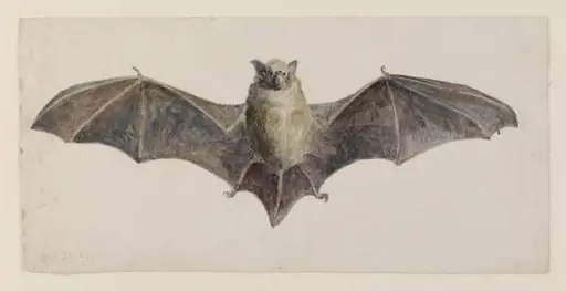 Front view of a bat, by Beatrix Potter