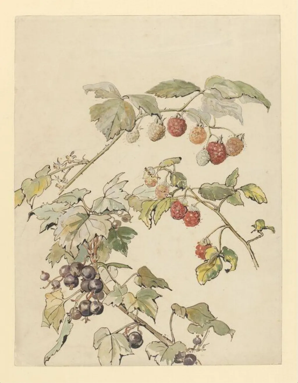 Fruit, by Beatrix Potter, watercolor, 1900