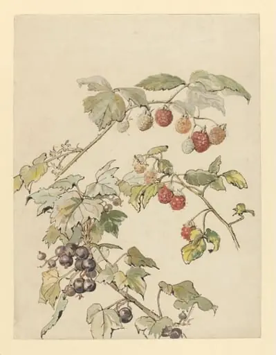 Fruit, by Beatrix Potter
