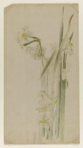 Group of narcissus flowers, by Beatrix Potter