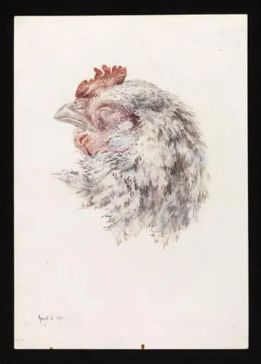 Head of a dead hen, by Beatrix Potter