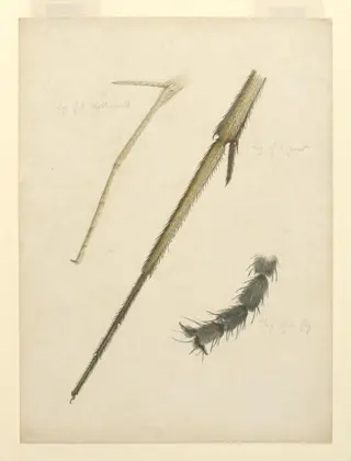 Leg of a clothesmoth, leg of a gnat, leg of a fly, by Beatrix Potter, 1886