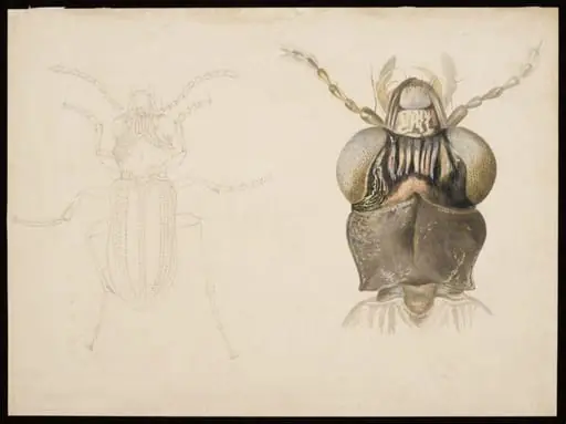 Magnified studies of a beetle (the ground beetle Notiophilus biguttatus?)